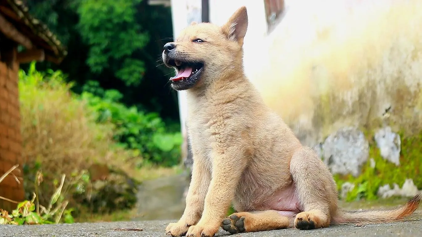 和宠物们的小时光/有些人口中所谓的土狗，我想只有乡下的人才知道他叫我中华田园犬吧- 真我社区